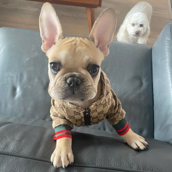 littlegoosey